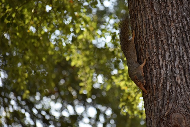 本地人与游 本地人与游